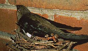 Chimney Swift nesting in chimney.  They are a protected species and can't being disturbed during this time.