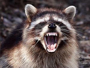 Raccoon with his teeth bared.  This is a good reason to have animal guards on your chimney.