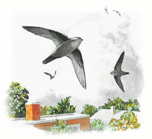 Chimney Swifts! Well, that's for the birds!- Spartanburg, SC- Blue Sky Chimney Sweeps-w800-h597