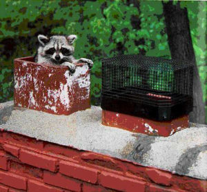 Is There Something Living in My Chimney- Spartanburg SC- Blue Sky Chimney Sweep-w800-h597