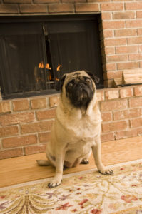 Pug in front of a fireplace